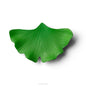 Ginkgo biloba - green