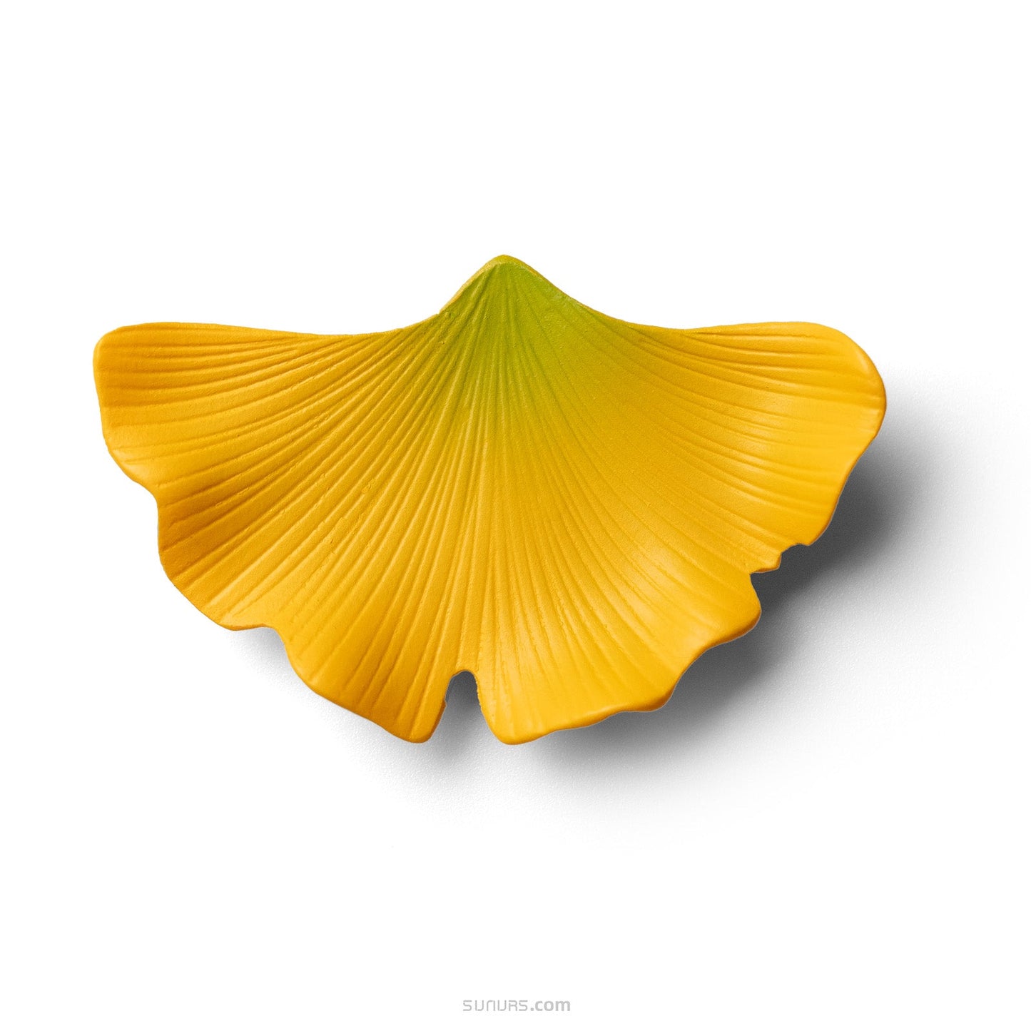 Ginkgo biloba - half green half yellow